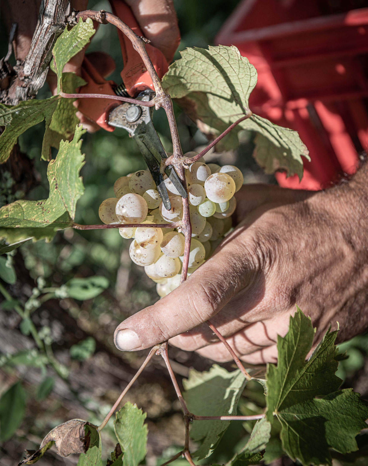 3-1 Vendange | Domaine Les 13 Lunes